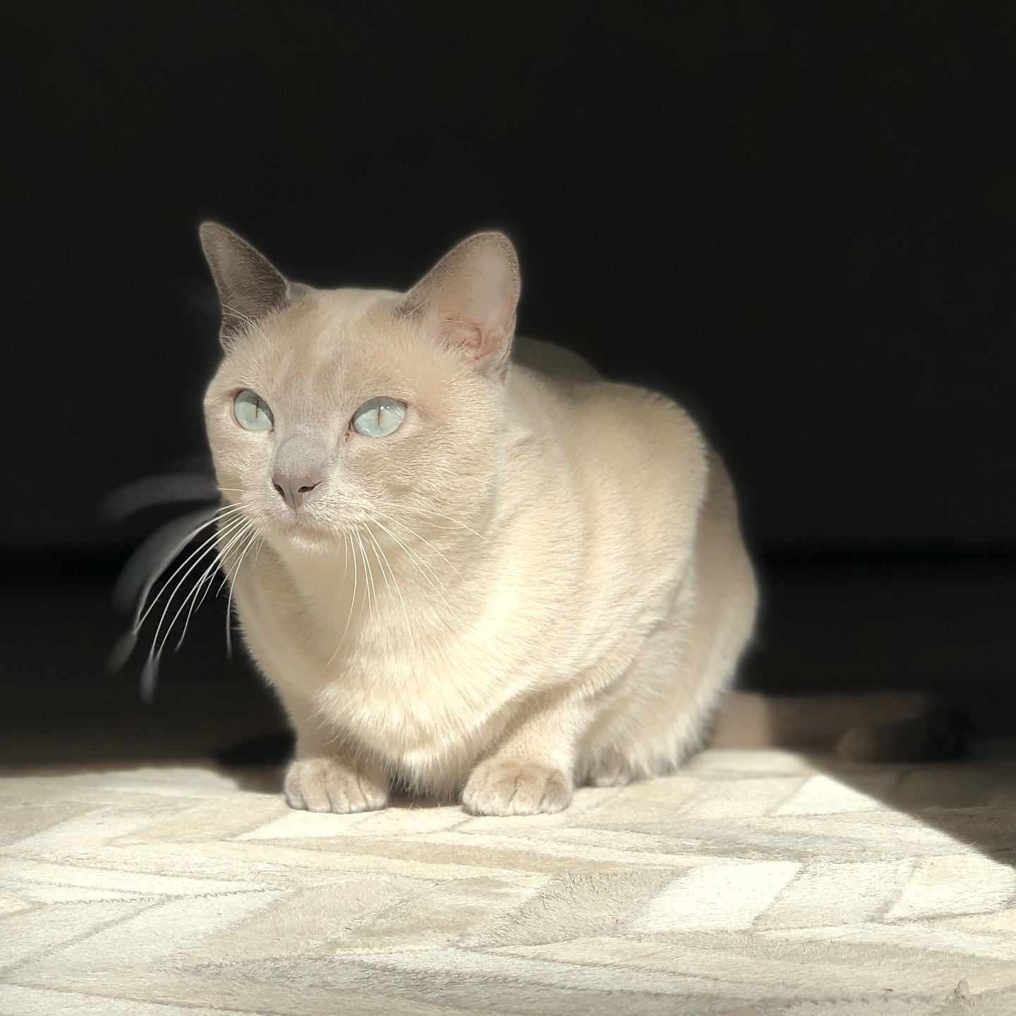 东奇尼猫
