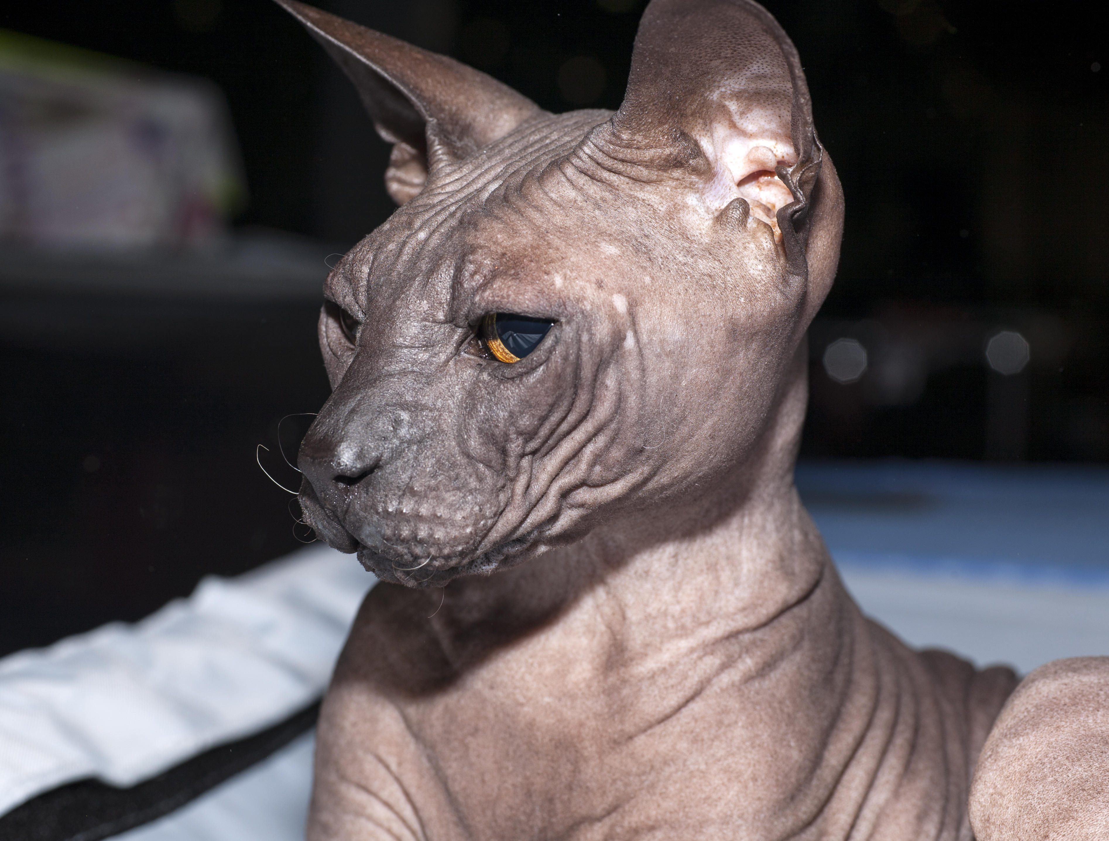 顿斯科伊猫