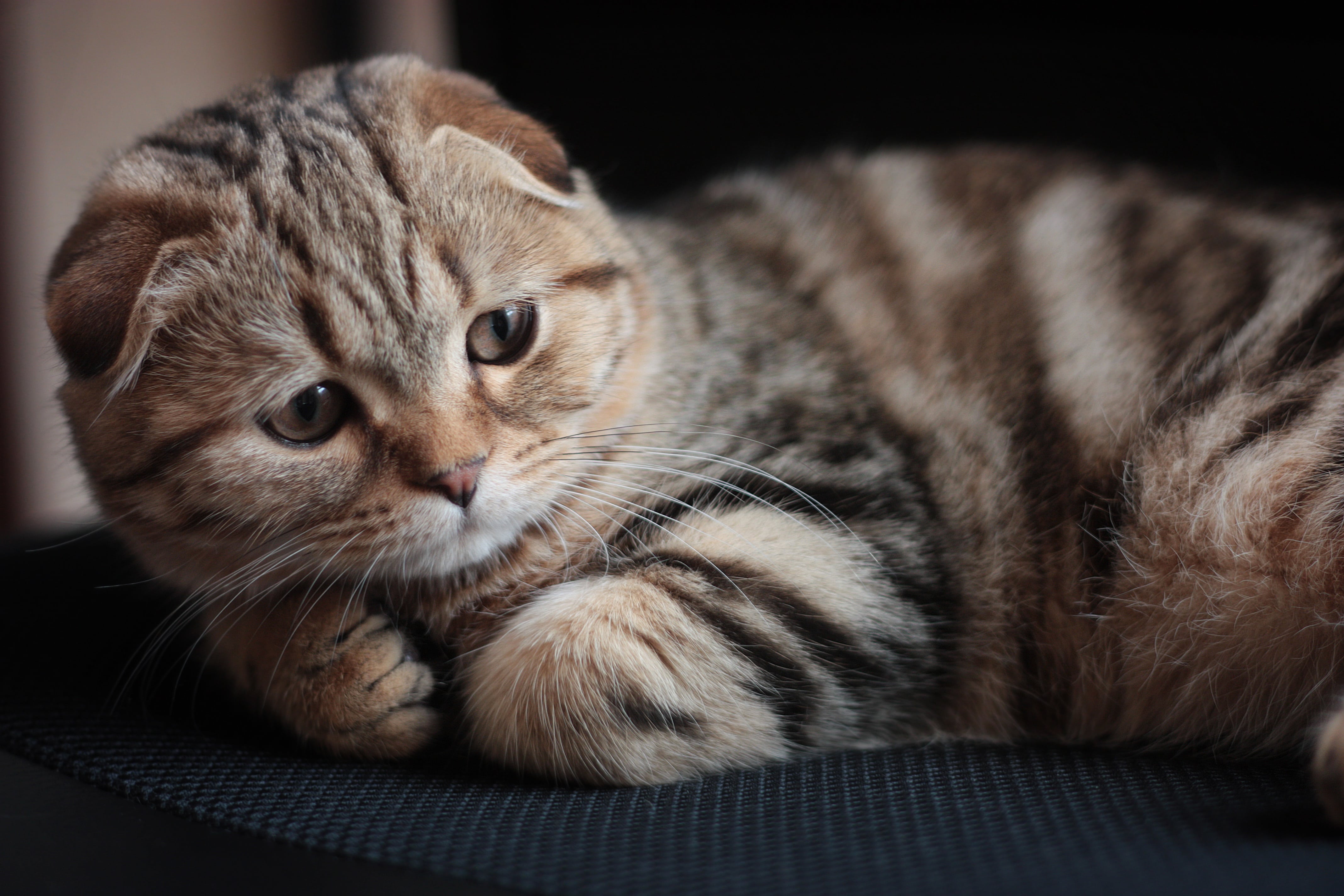 苏格兰折耳猫