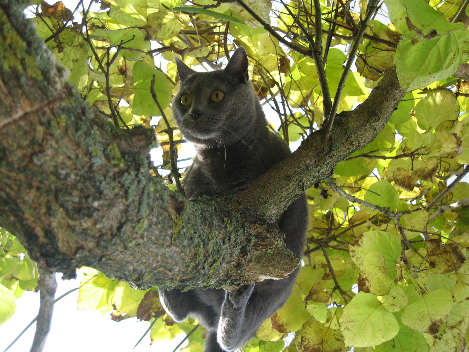 夏特尔猫