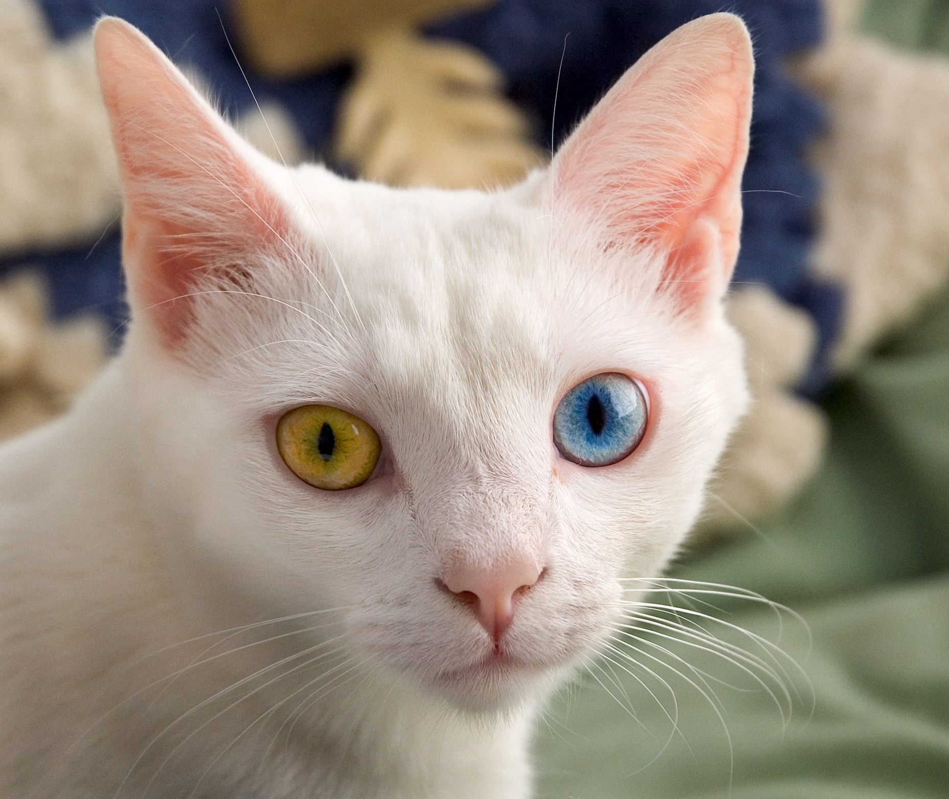 考曼尼猫