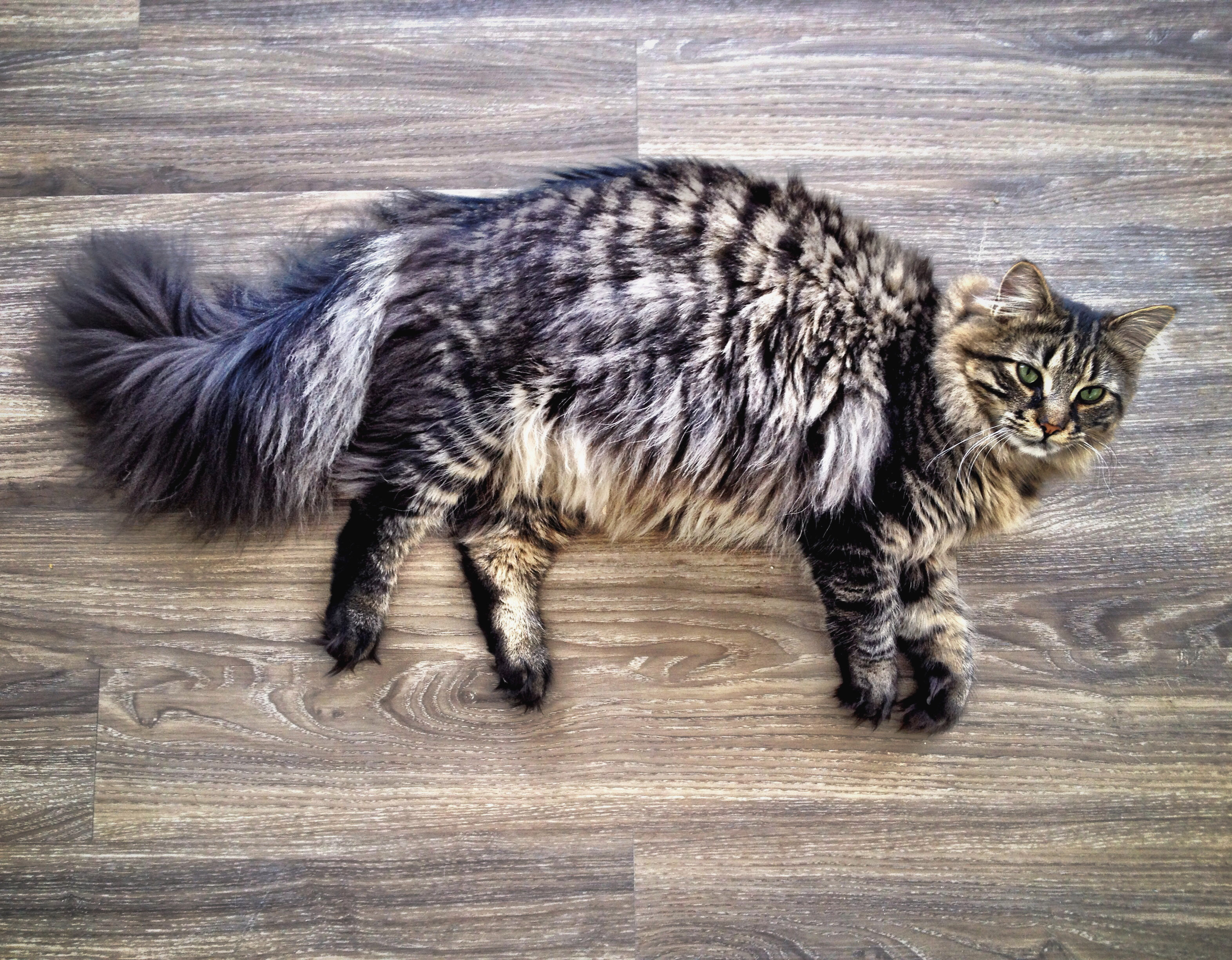 缅因猫