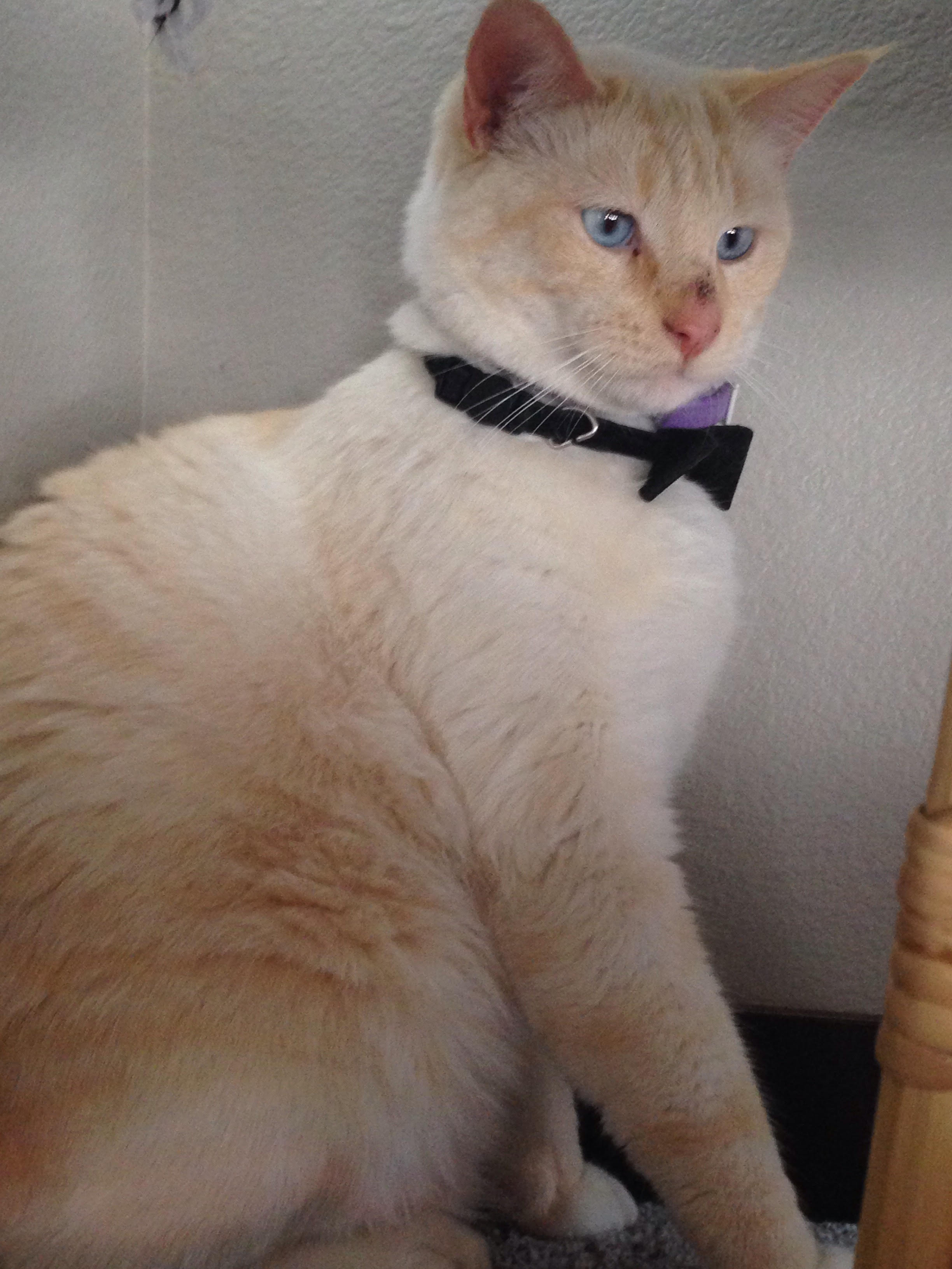 重点色短毛猫