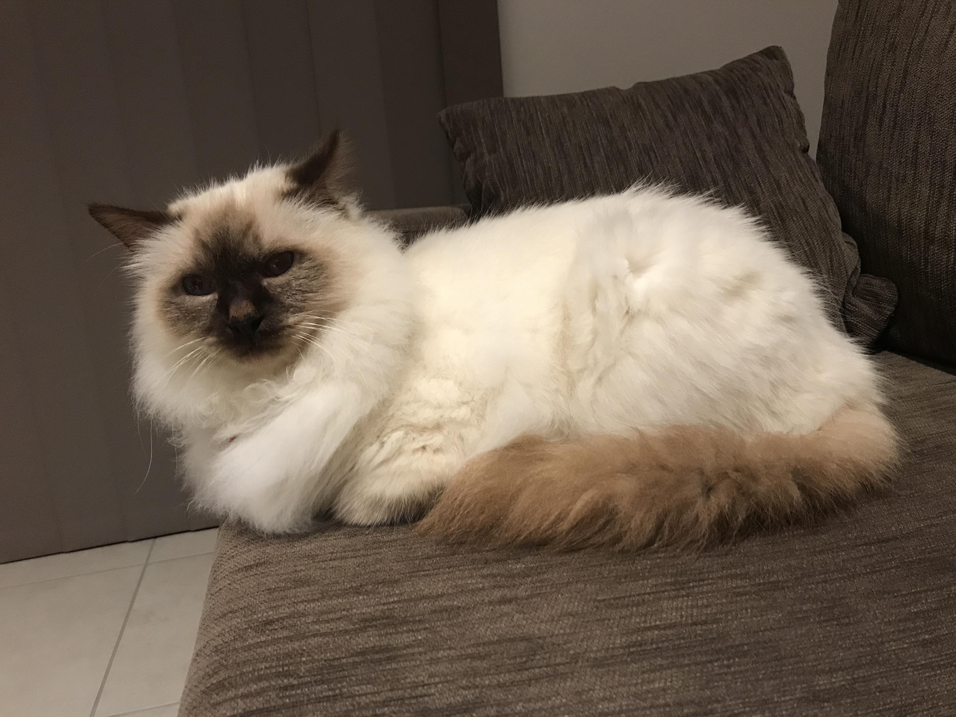缅甸圣猫