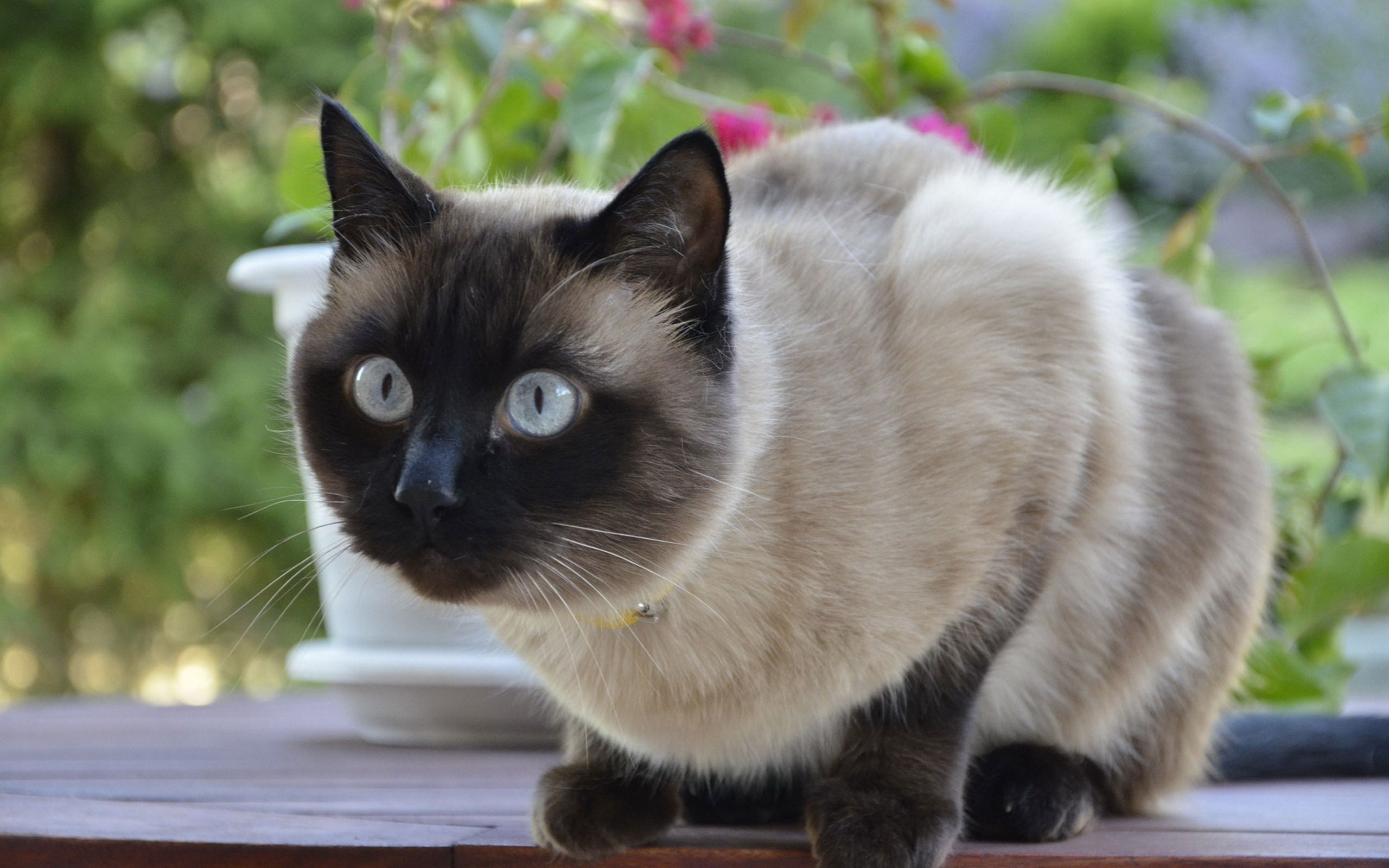 巴厘猫