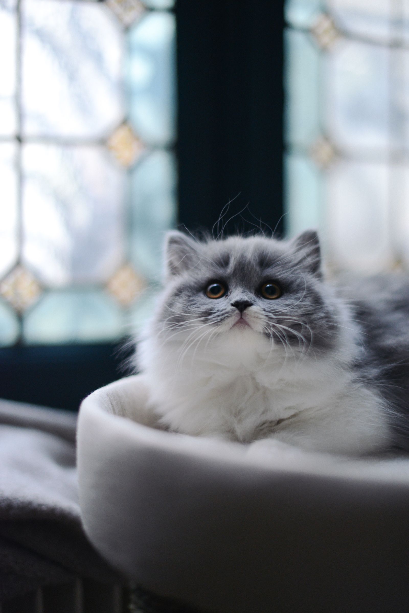 英国长毛猫
