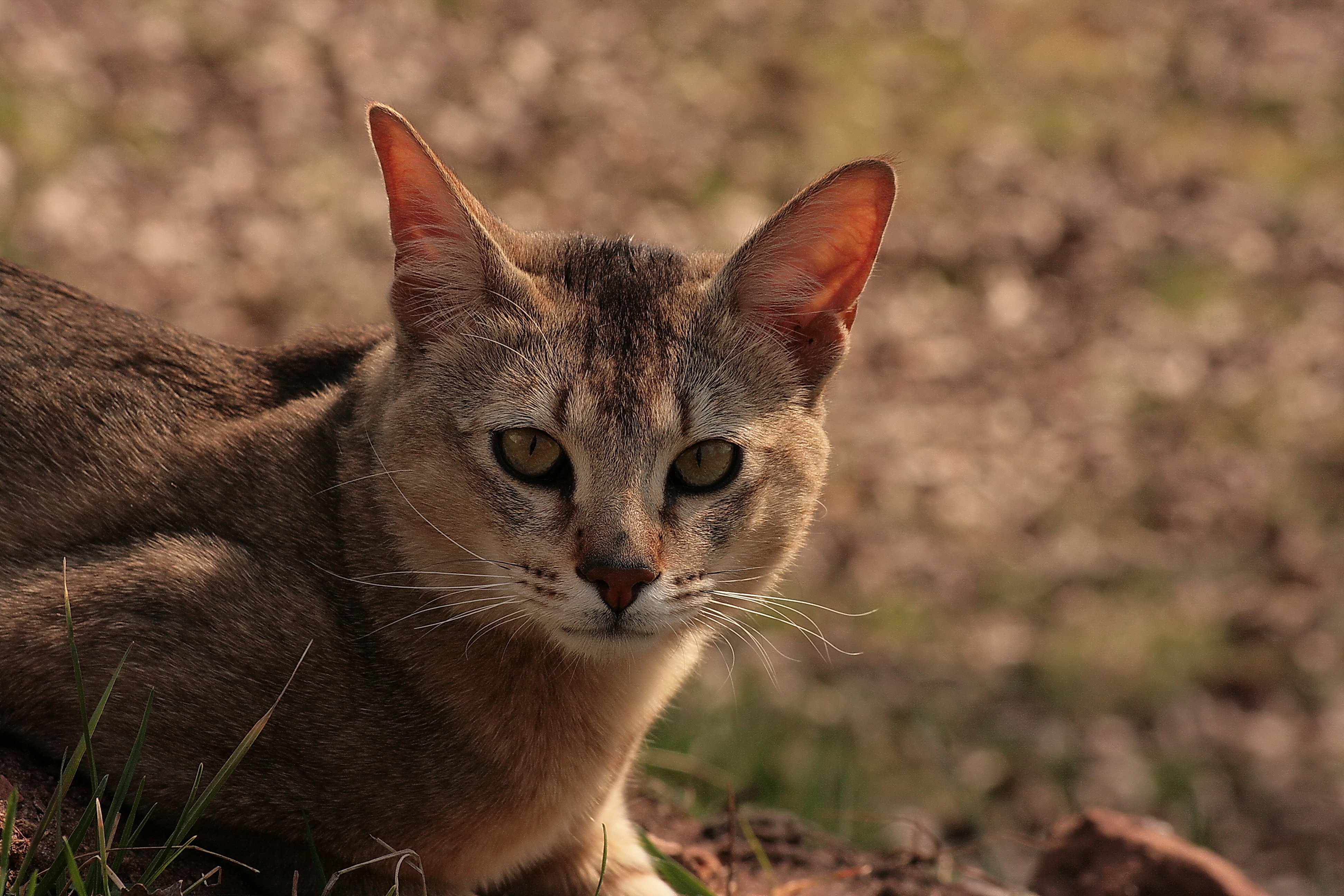 丛林猫