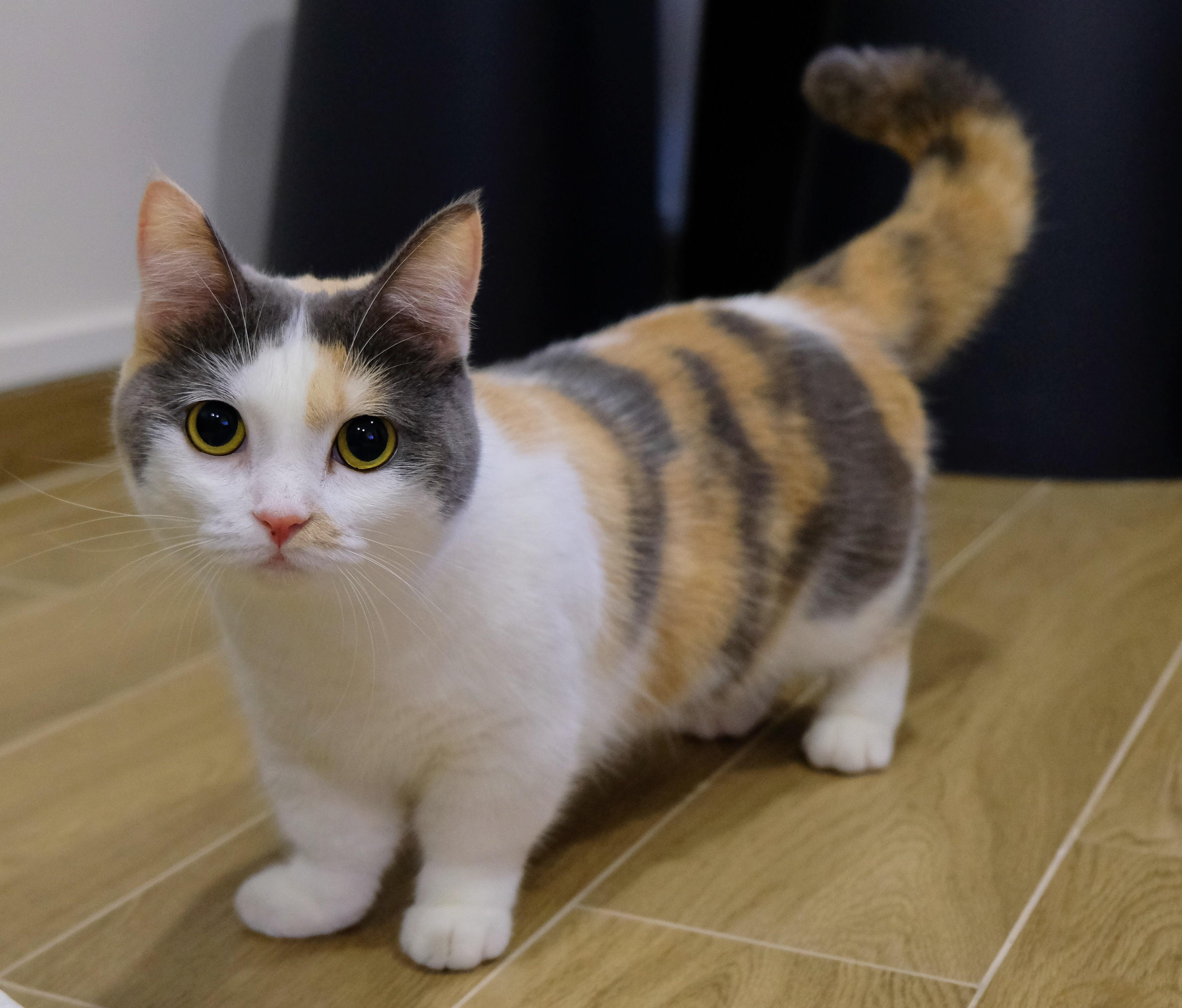 曼基康猫