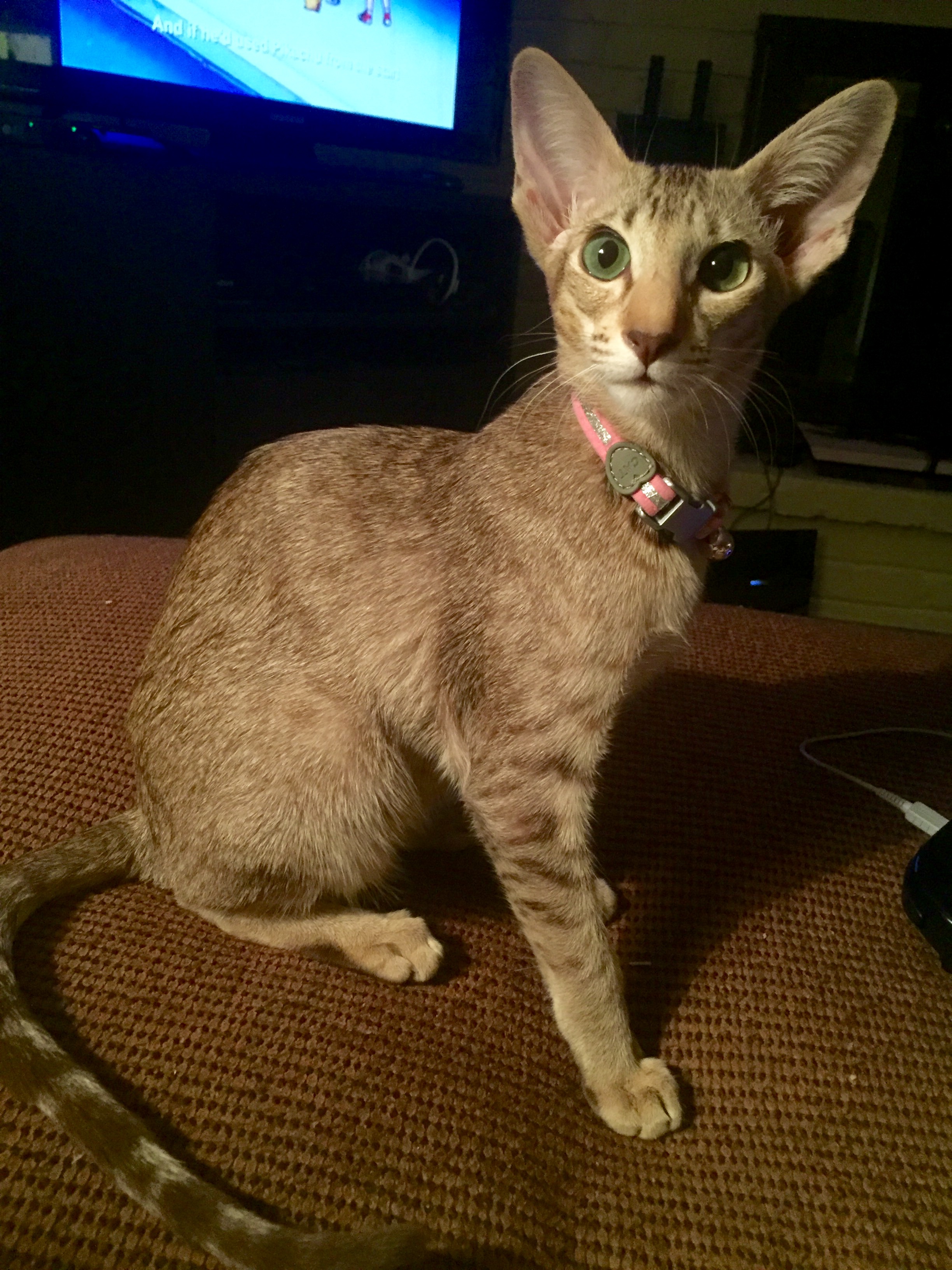 东方短毛猫