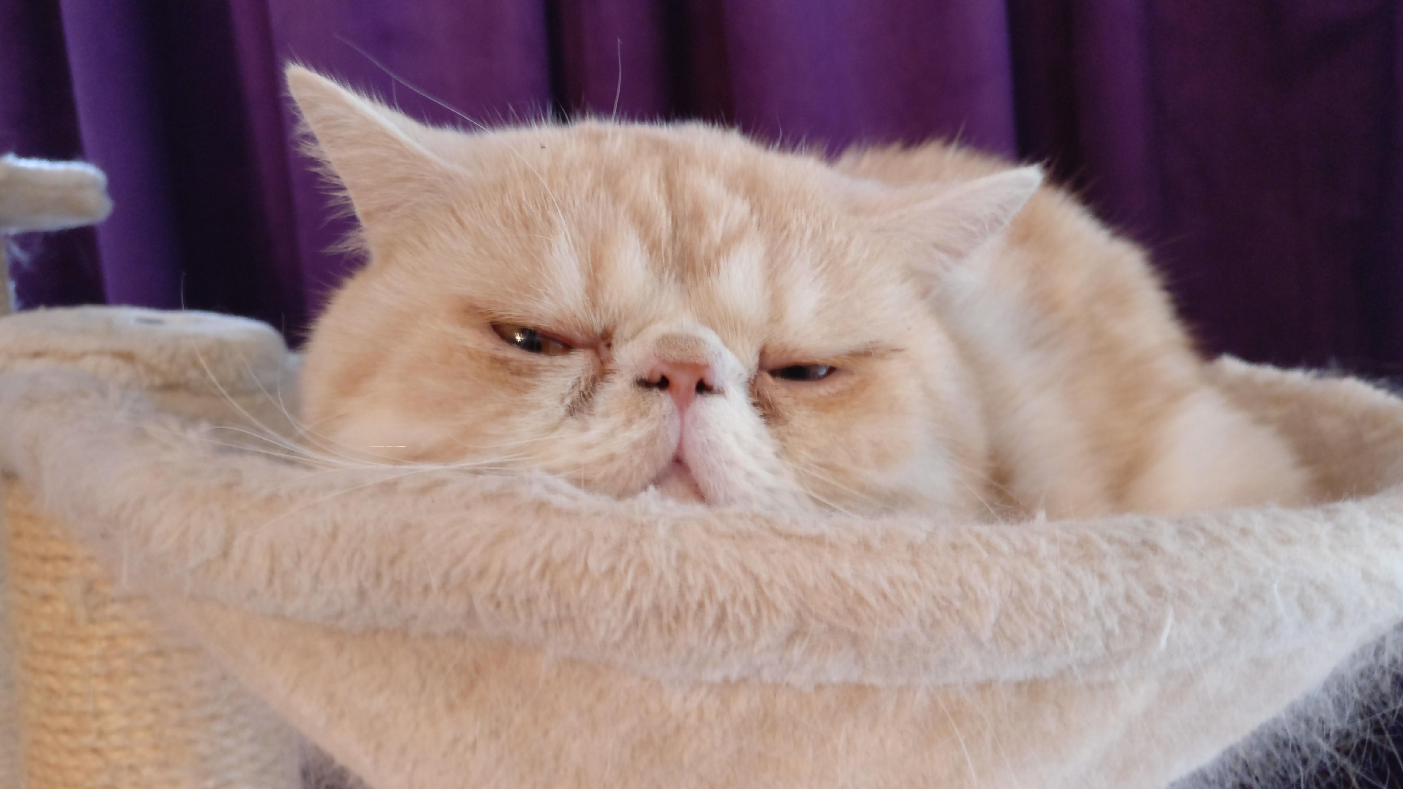 异国短毛猫