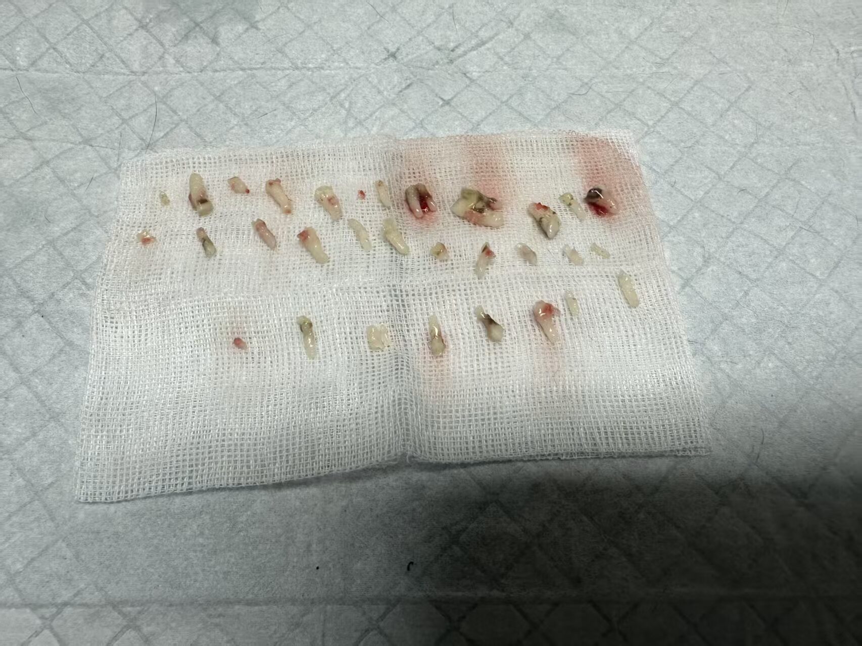 东虎拔牙
