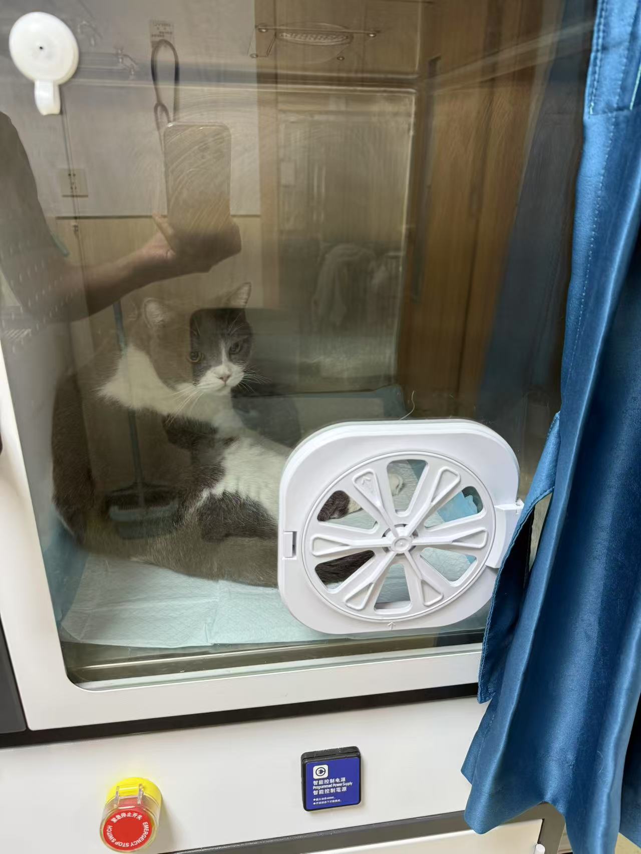 宝儿回喵星